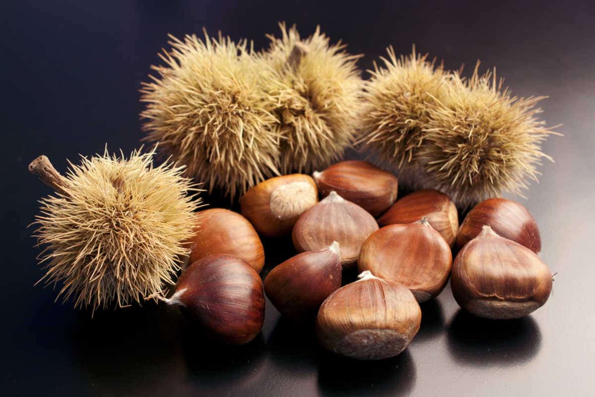 chestnut substitute