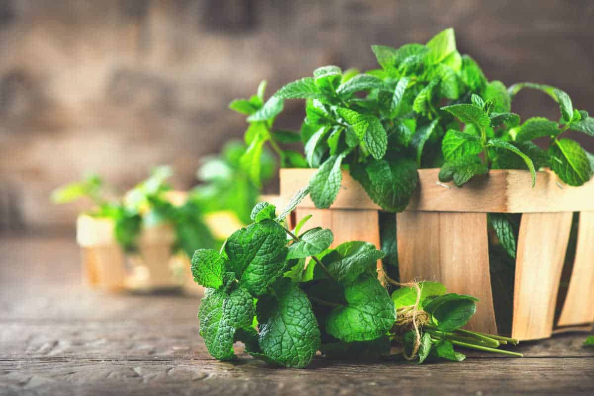 The 11 Best Mint Substitutes For Your Recipes
